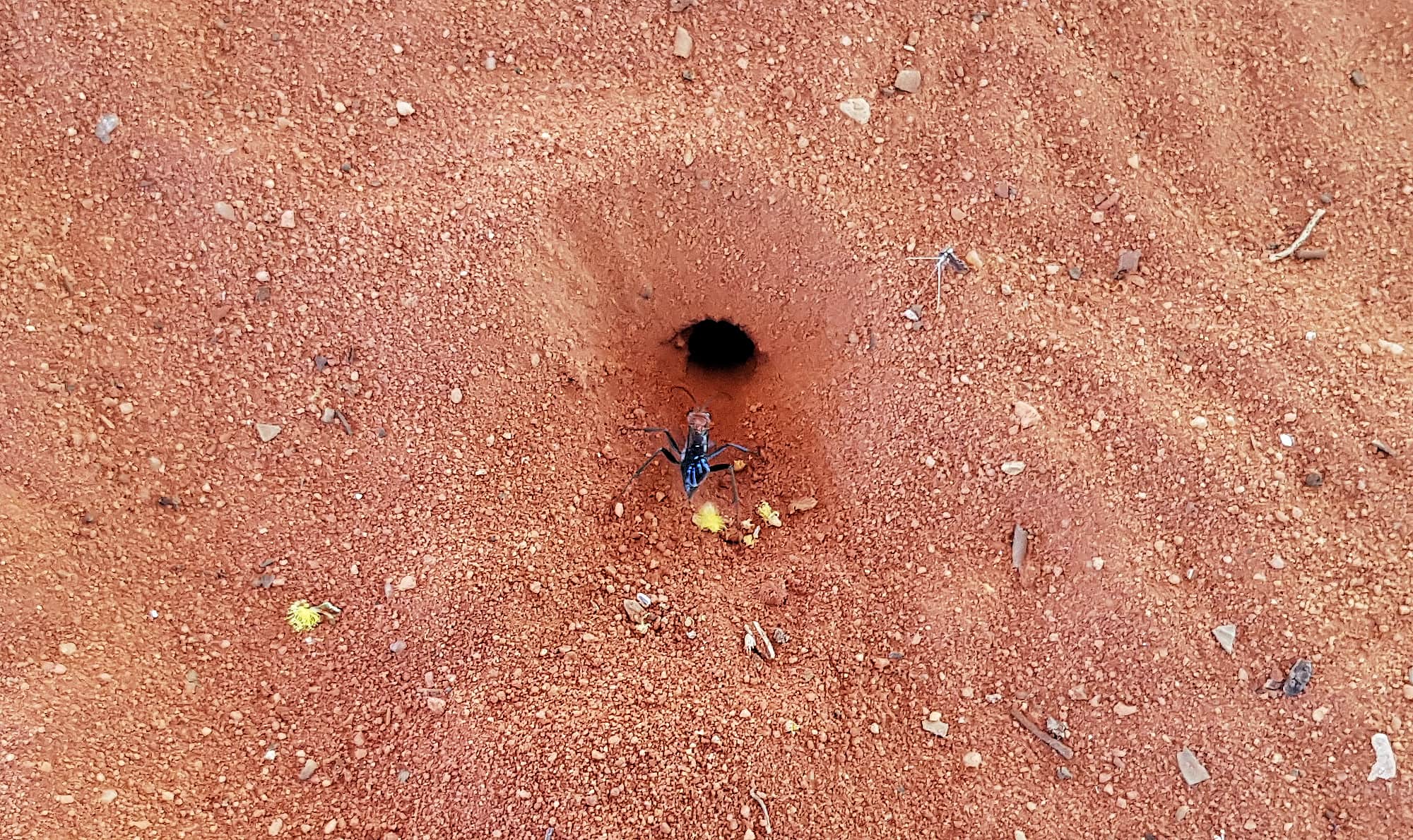 Orange-collared Spider Wasp (Ferreola handschini)