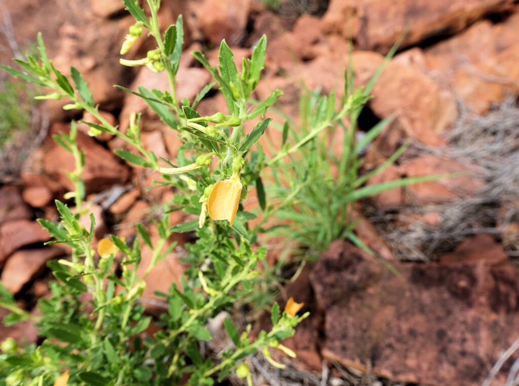 Orange Spade Flower (Hybanthus aurantiacus)