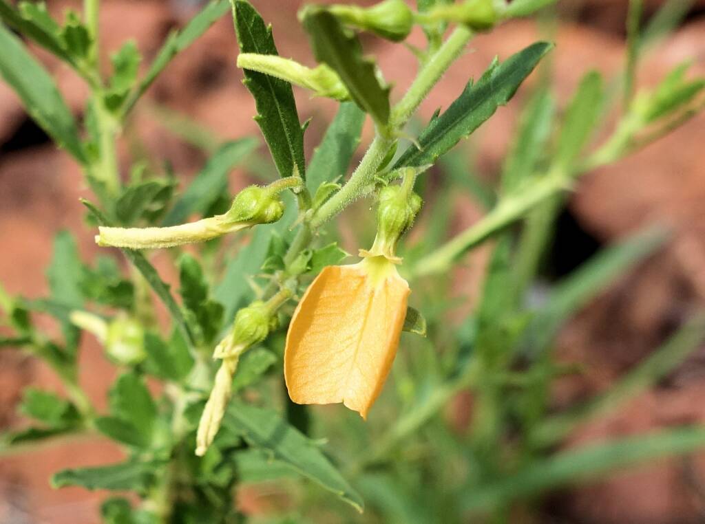 Orange Spade Flower (Hybanthus aurantiacus)