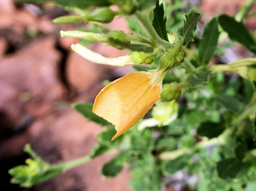 Orange Spade Flower (Hybanthus aurantiacus)