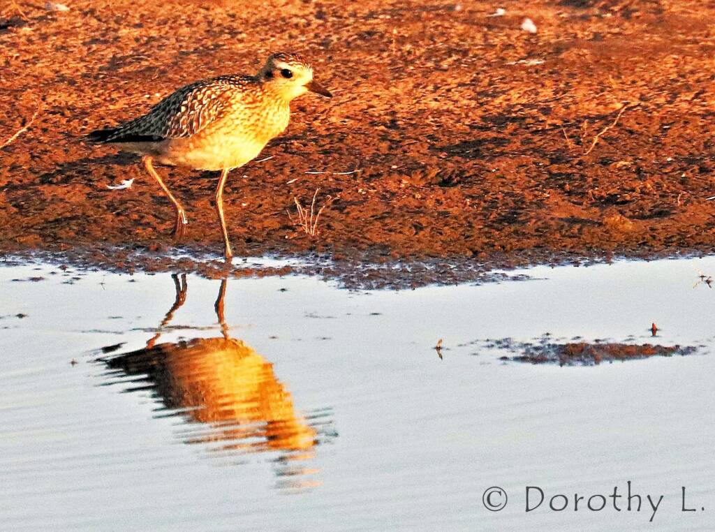 Pacific Golden Plover (Pluvialis fulva)