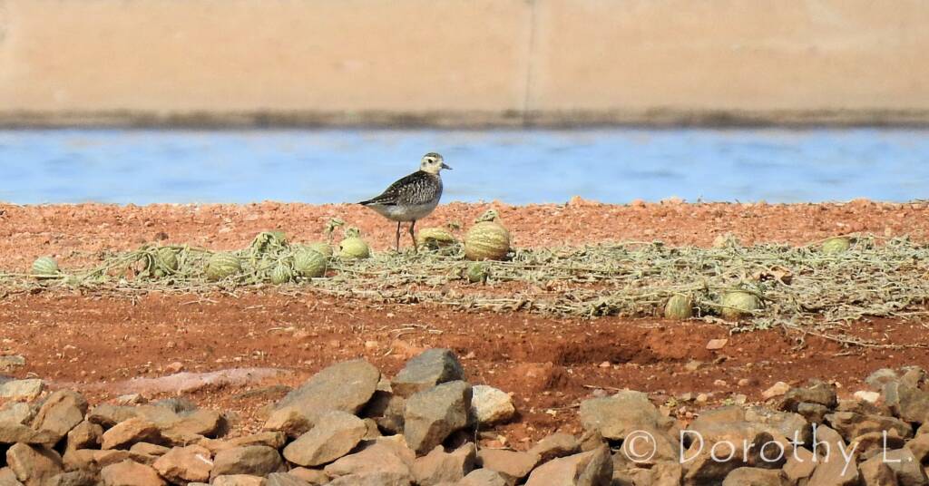 Pacific Golden Plover (Pluvialis fulva)