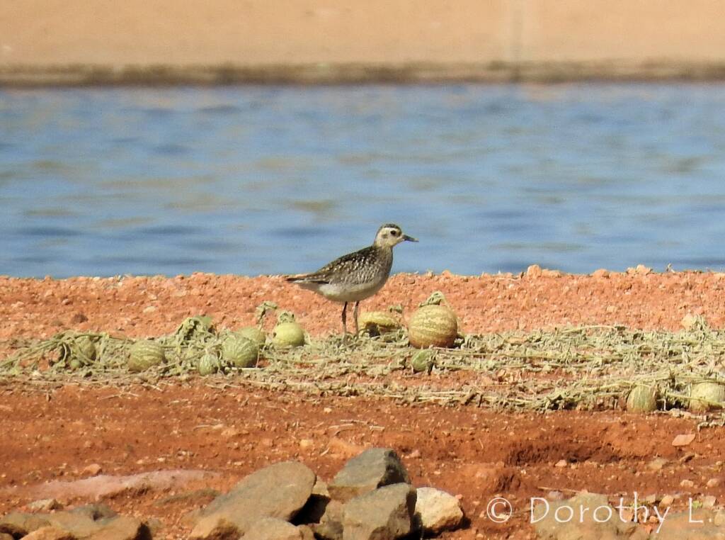 Pacific Golden Plover (Pluvialis fulva)