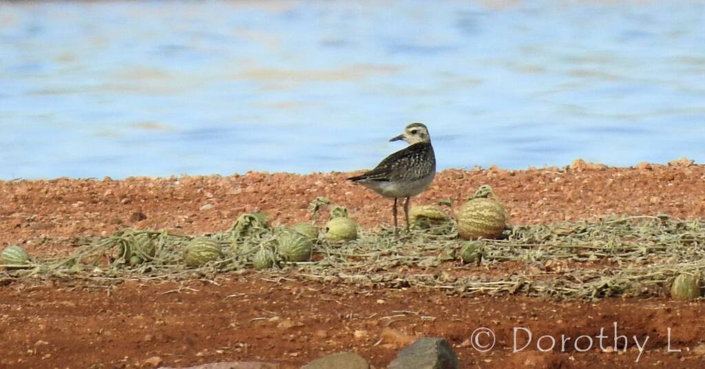 Pacific Golden Plover (Pluvialis fulva)