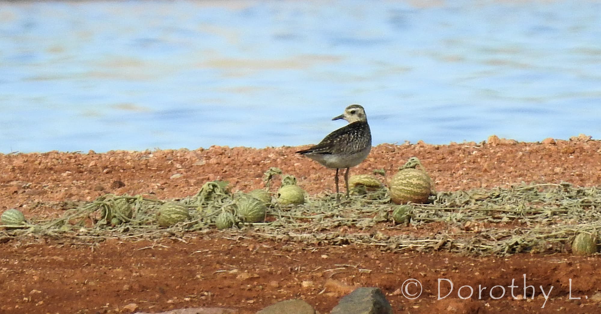 Pacific Golden Plover (Pluvialis fulva)