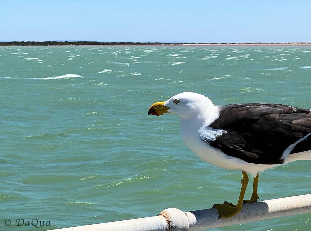 Pacific Gull on the Port Germein Jetty