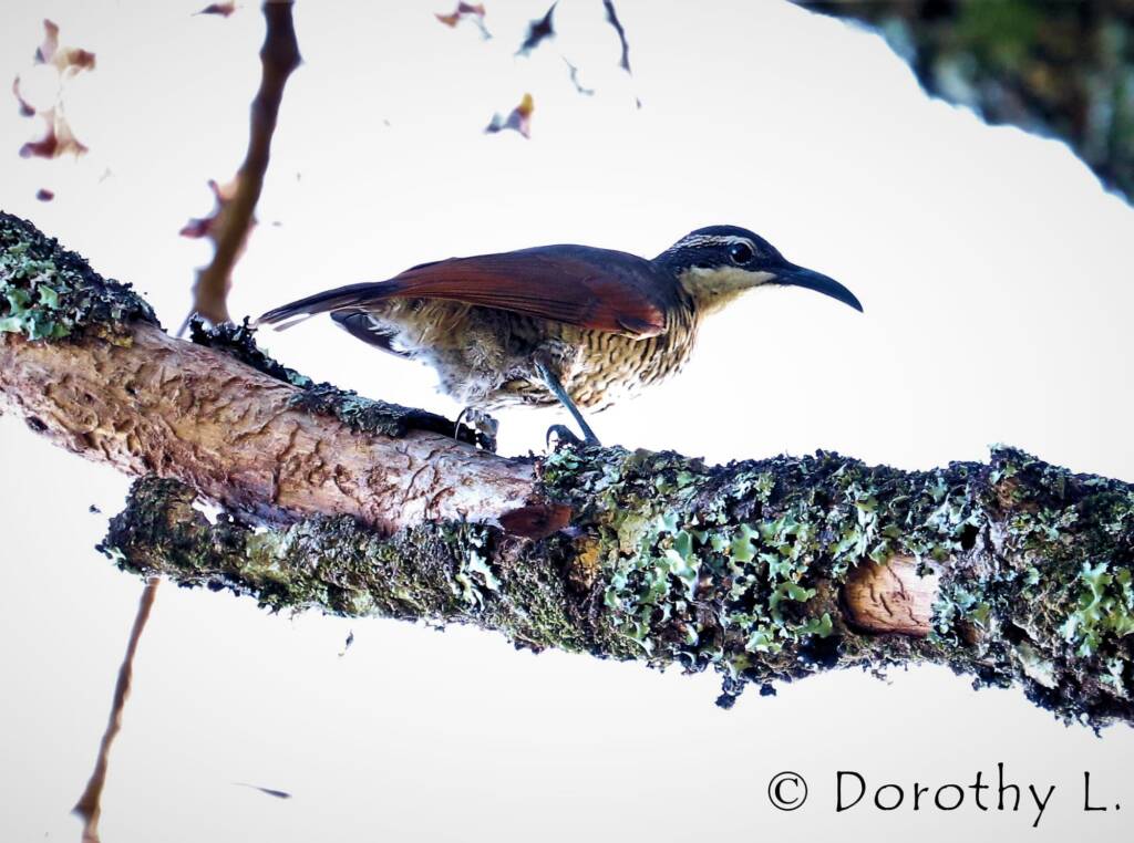 Paradise Riflebird (Lophorina paradisea)