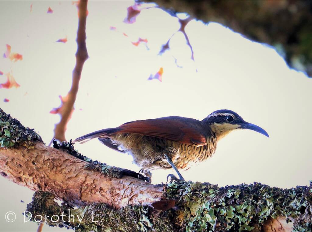 Paradise Riflebird (Lophorina paradisea)