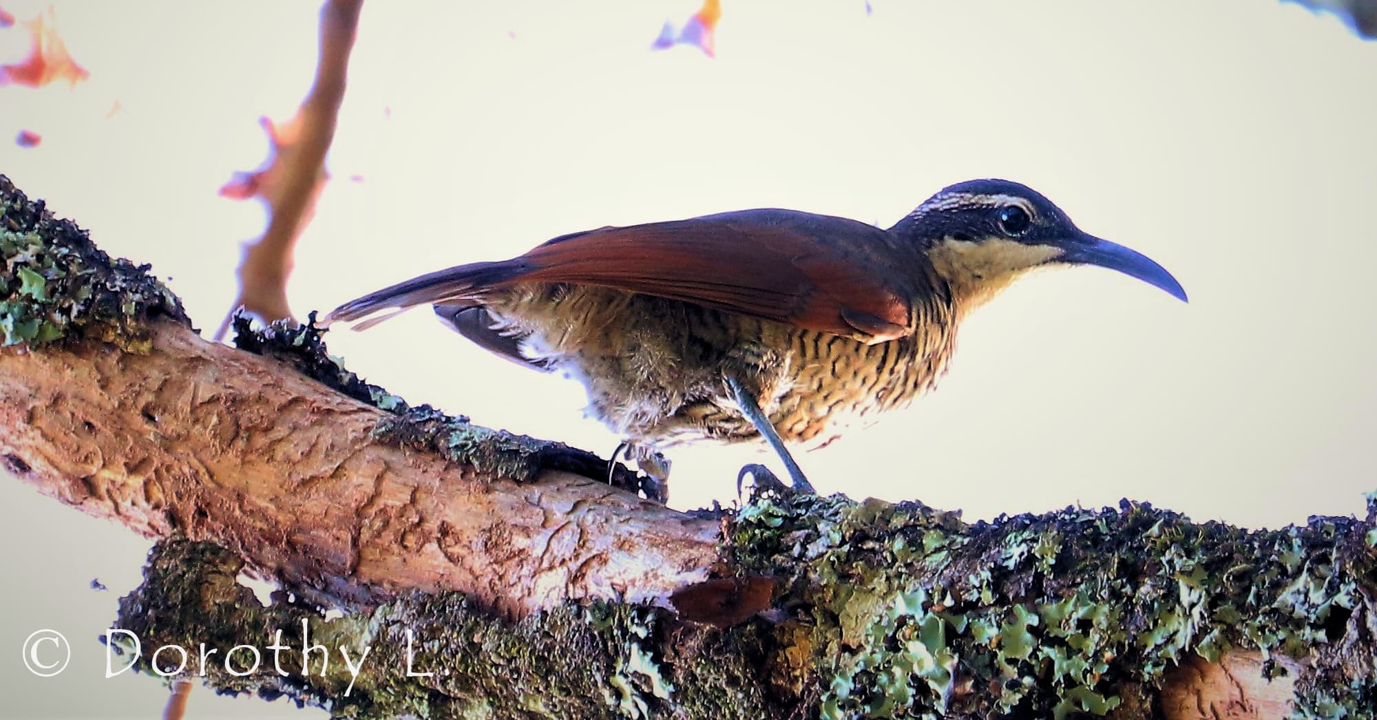 Paradise Riflebird (Lophorina paradisea)