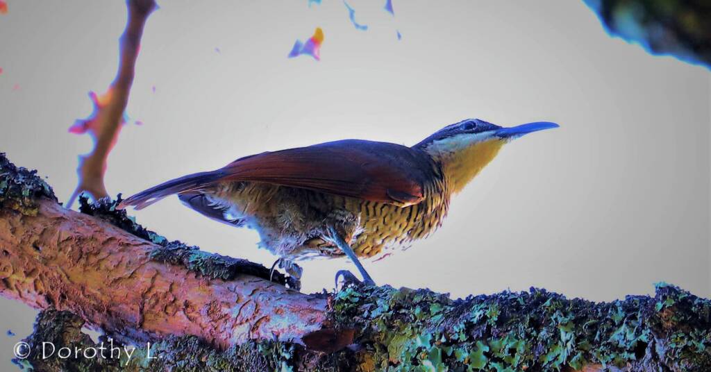 Paradise Riflebird (Lophorina paradisea)