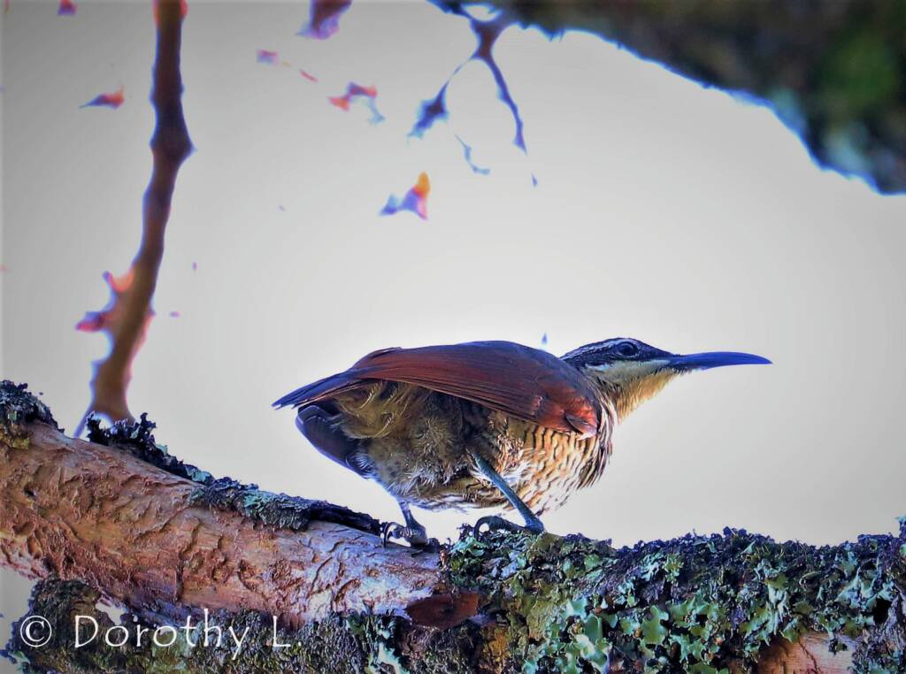 Paradise Riflebird (Lophorina paradisea)