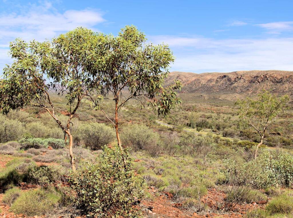 Twin Gums on Point Howard Lookout, West Macdonnell Ranges