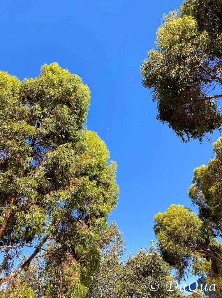 Gracious gums, Port Augusta