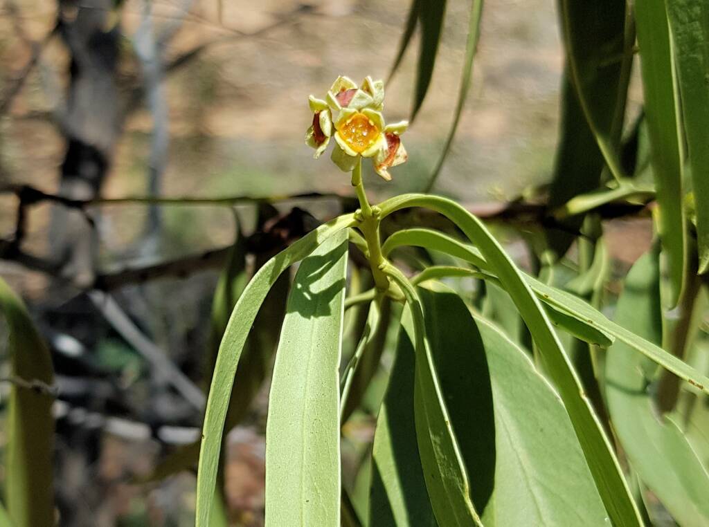 Quandong (Santalum acuminatum), Alice Springs Desert Park