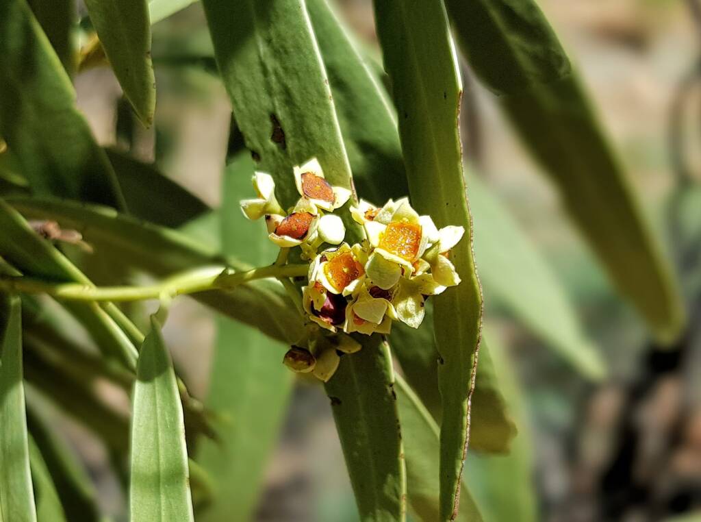 Quandong (Santalum acuminatum), Alice Springs Desert Park