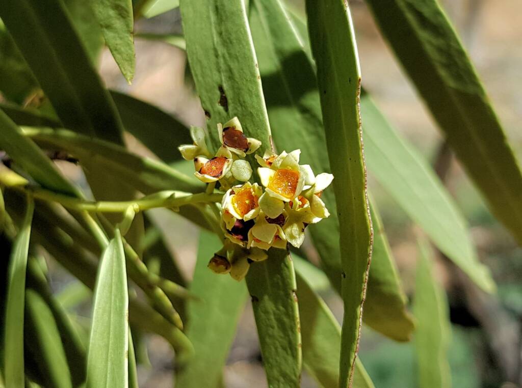 Quandong (Santalum acuminatum), Alice Springs Desert Park