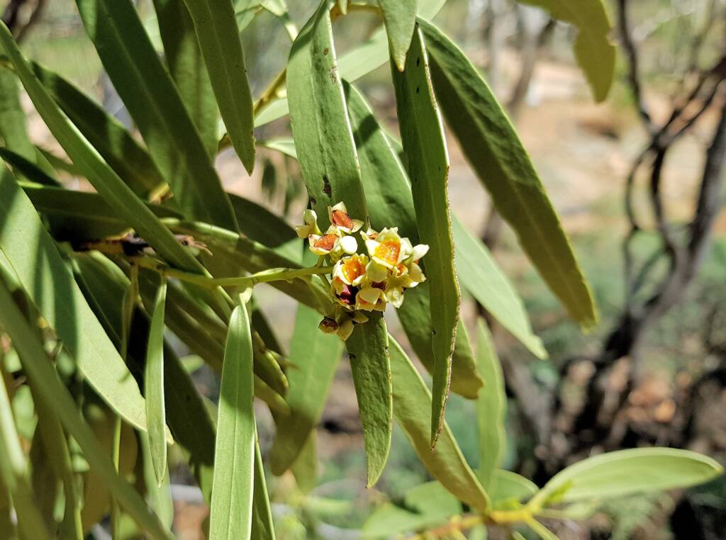Quandong (Santalum acuminatum), Alice Springs Desert Park