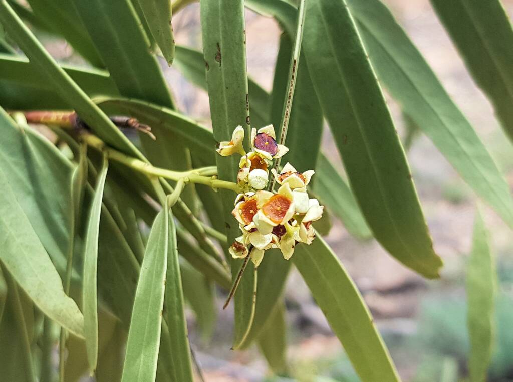 Quandong (Santalum acuminatum), Alice Springs Desert Park