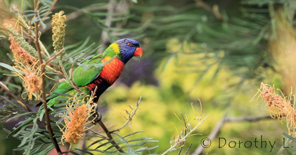 Rainbow Lorikeet (Trichoglossus moluccanus)