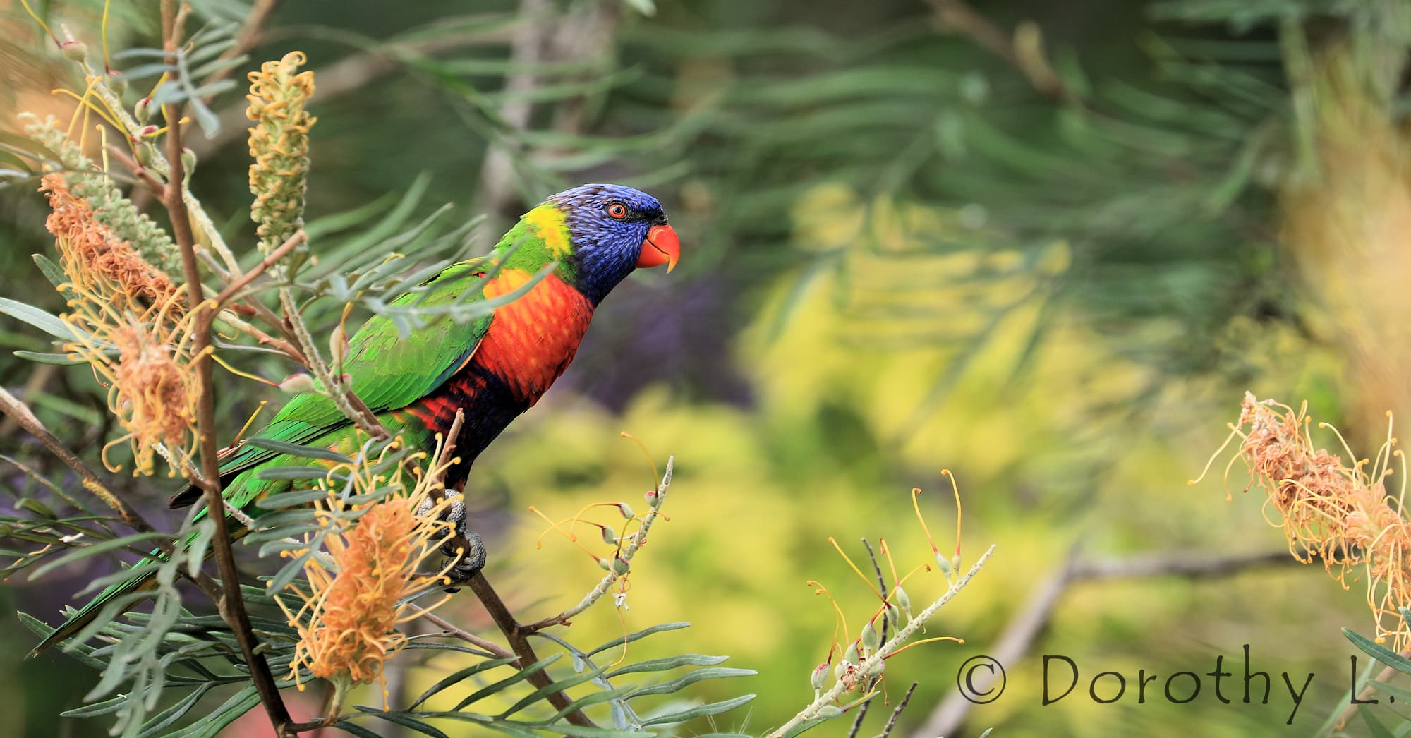 Rainbow Lorikeet (Trichoglossus moluccanus)