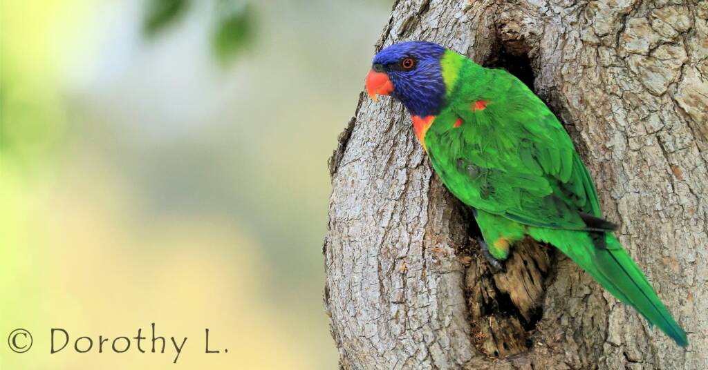 Rainbow Lorikeet (Trichoglossus moluccanus)
