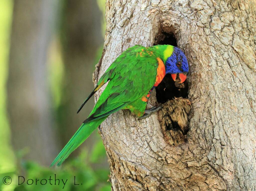 Rainbow Lorikeet (Trichoglossus moluccanus)