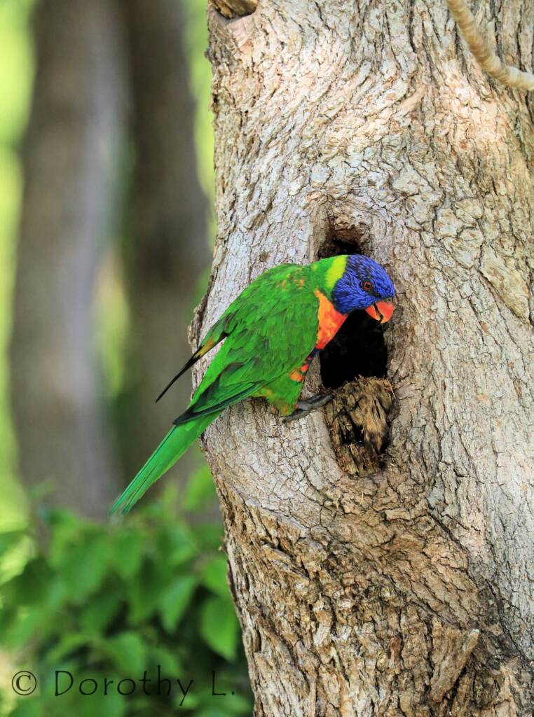 Rainbow Lorikeet (Trichoglossus moluccanus)