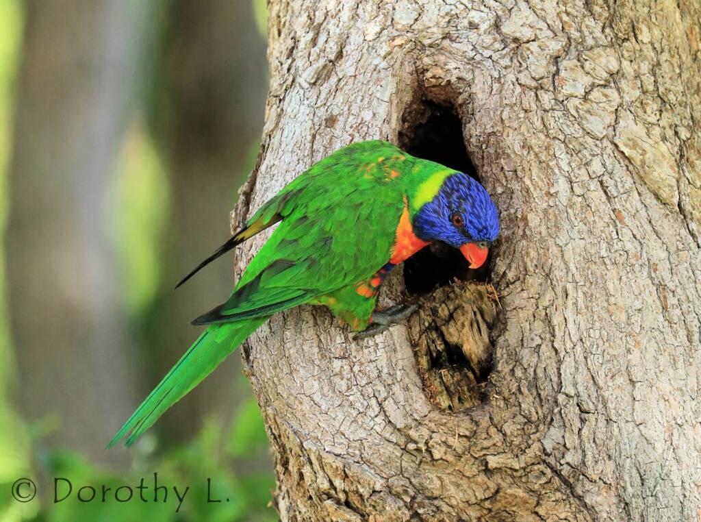 Rainbow Lorikeet (Trichoglossus moluccanus)