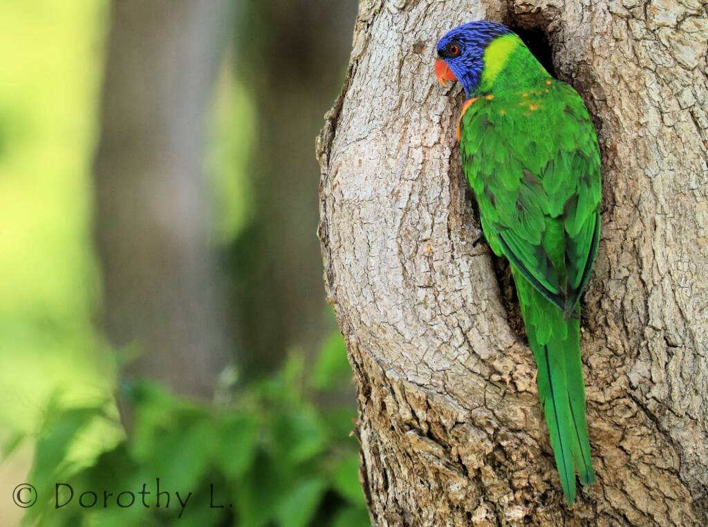 Rainbow Lorikeet (Trichoglossus moluccanus)