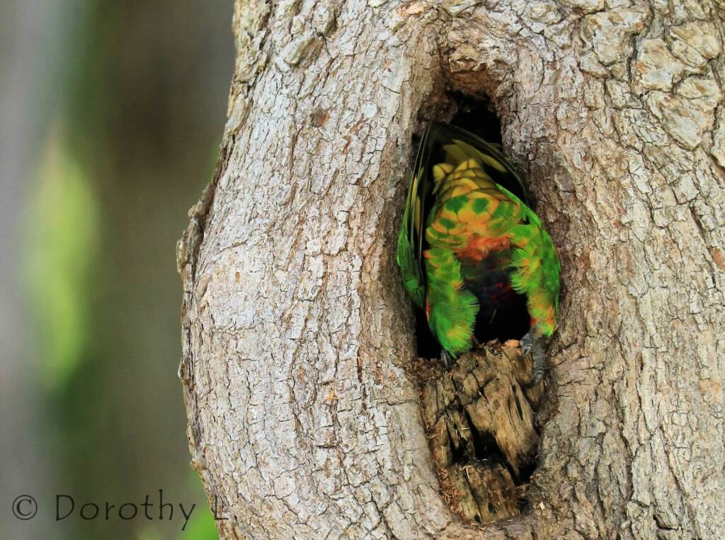 Rainbow Lorikeet (Trichoglossus moluccanus)