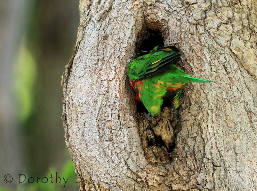Rainbow Lorikeet (Trichoglossus moluccanus)