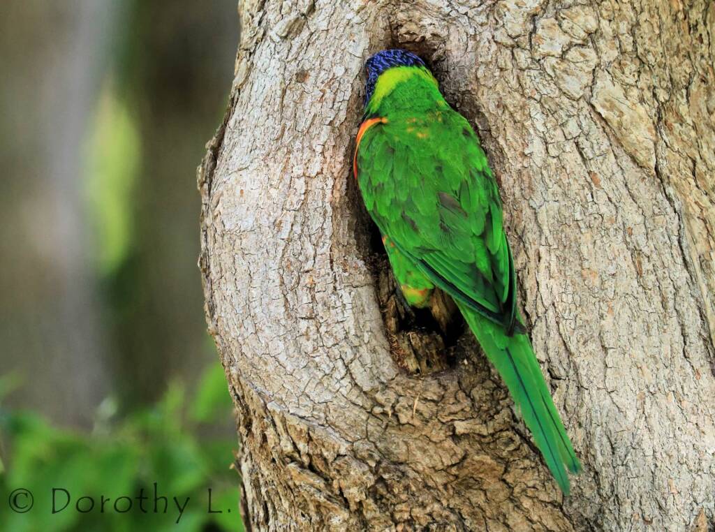 Rainbow Lorikeet (Trichoglossus moluccanus)
