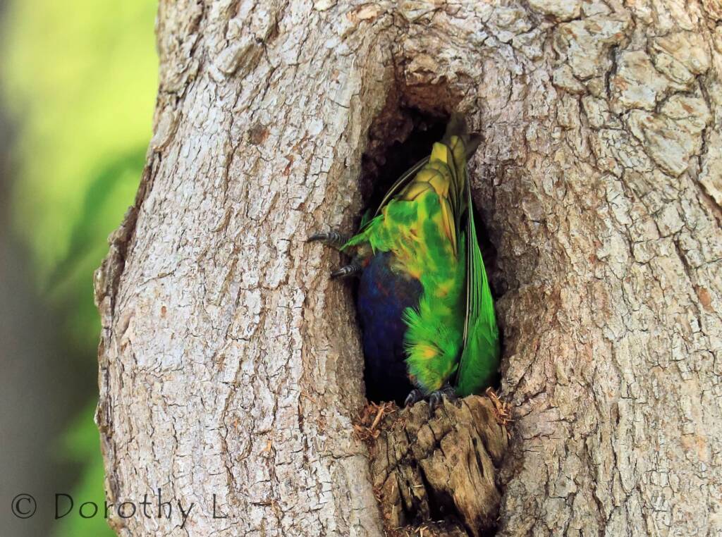Rainbow Lorikeet (Trichoglossus moluccanus)