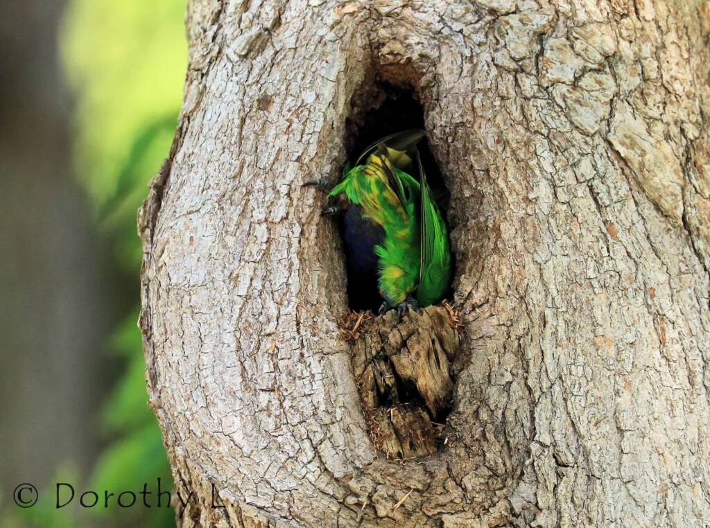Rainbow Lorikeet (Trichoglossus moluccanus)