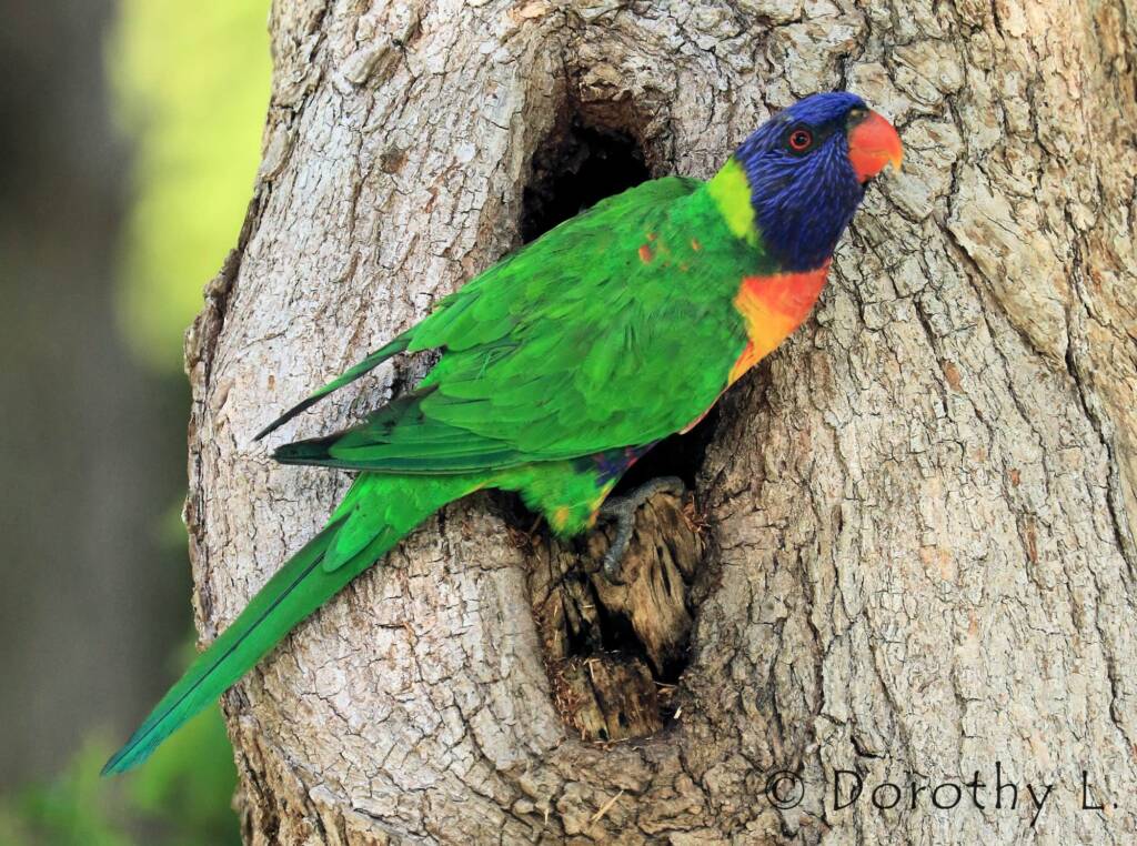 Rainbow Lorikeet (Trichoglossus moluccanus)