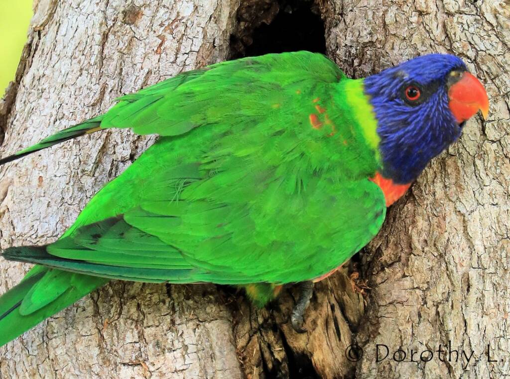 Rainbow Lorikeet (Trichoglossus moluccanus)