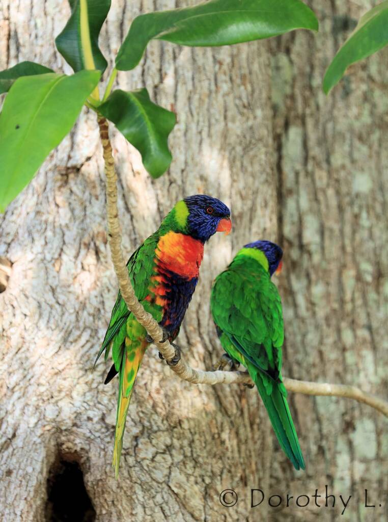 Rainbow Lorikeets (Trichoglossus moluccanus)