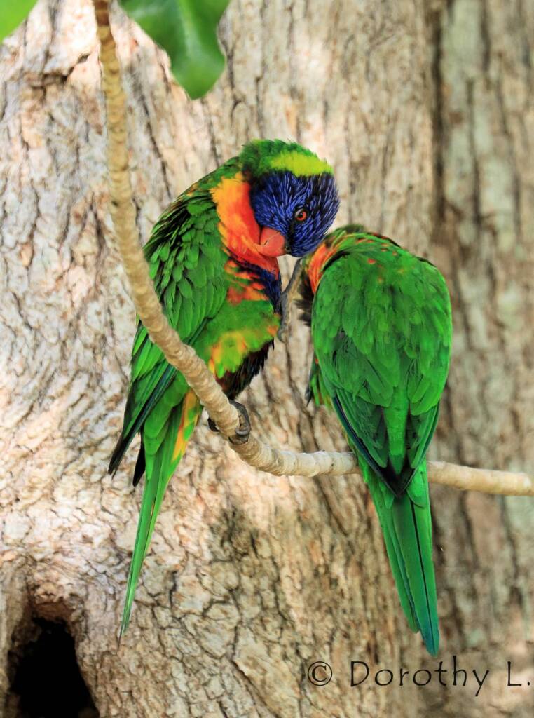 Rainbow Lorikeets (Trichoglossus moluccanus)