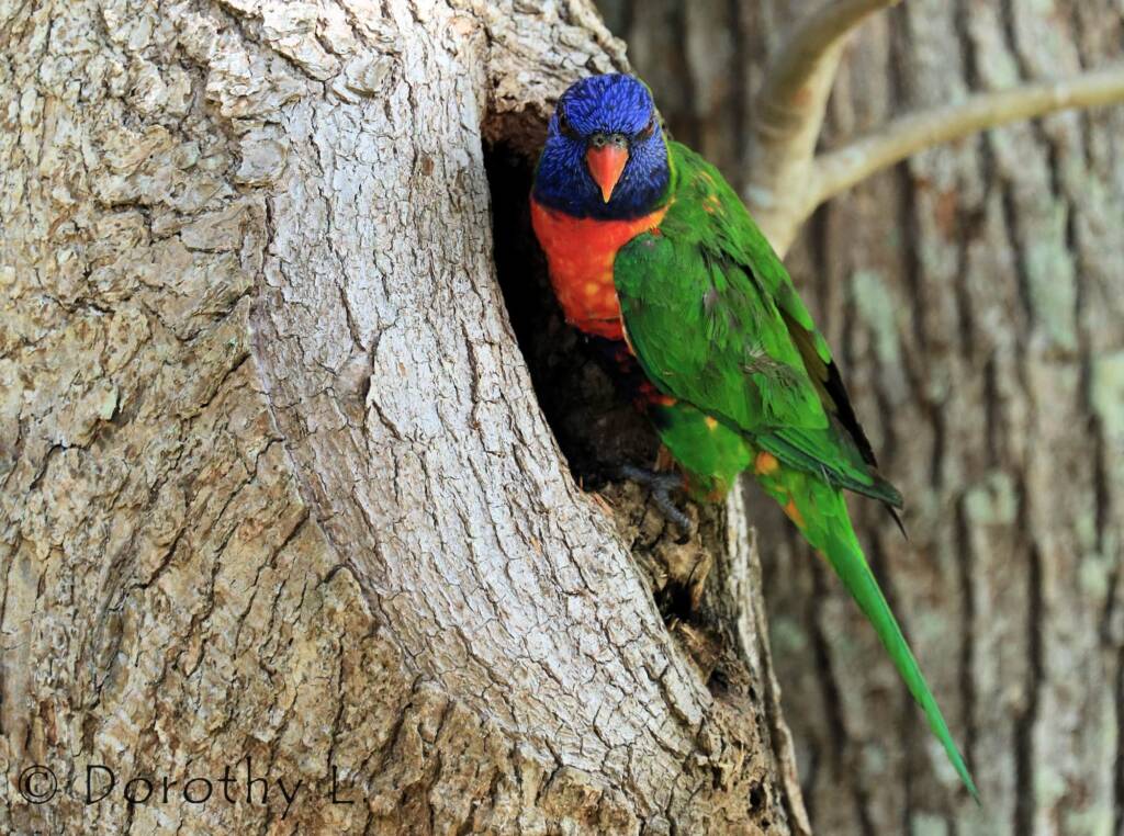 Rainbow Lorikeet (Trichoglossus moluccanus)