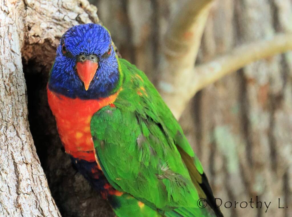 Rainbow Lorikeet (Trichoglossus moluccanus)