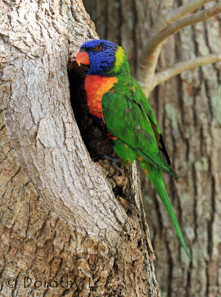 Rainbow Lorikeet (Trichoglossus moluccanus)