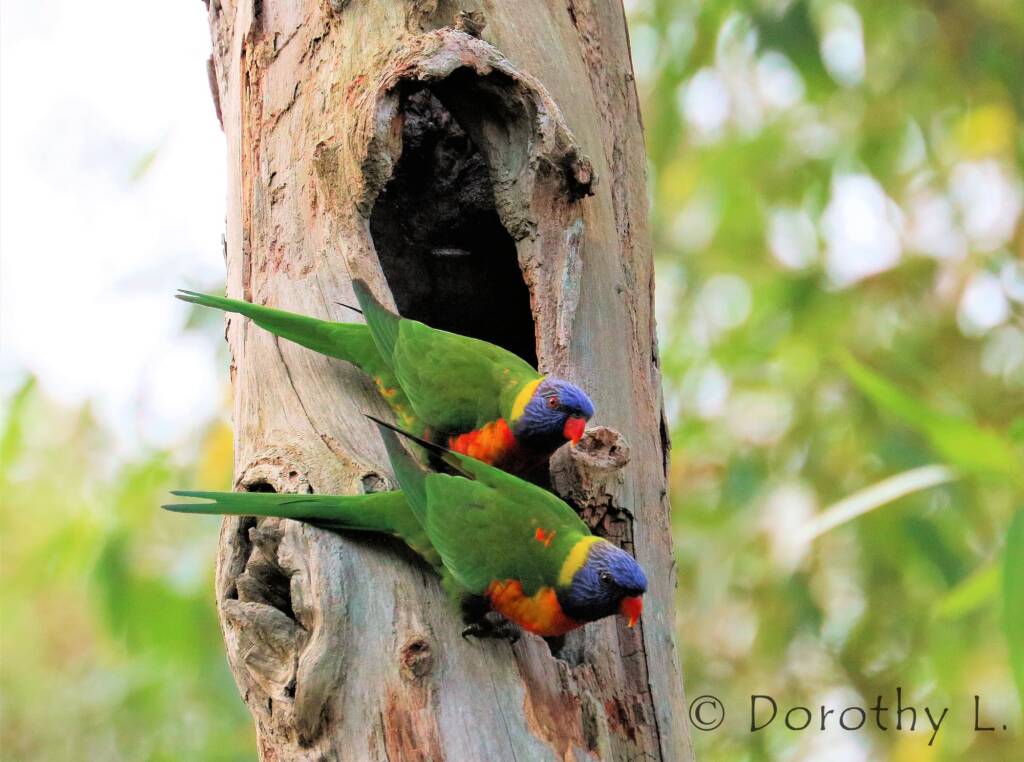 Rainbow Lorikeets (Trichoglossus moluccanus)
