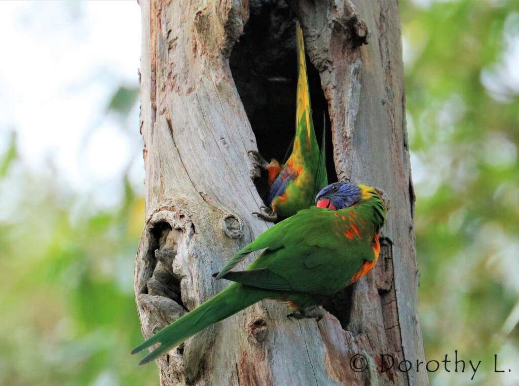 Rainbow Lorikeets (Trichoglossus moluccanus)