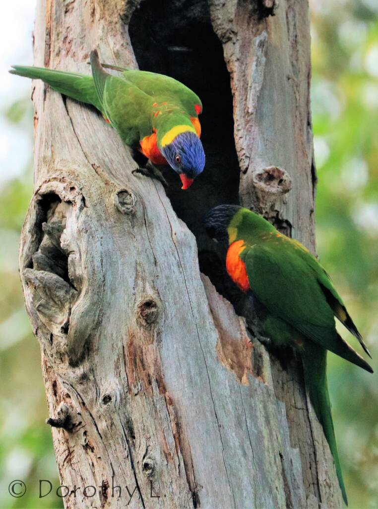Rainbow Lorikeets (Trichoglossus moluccanus)