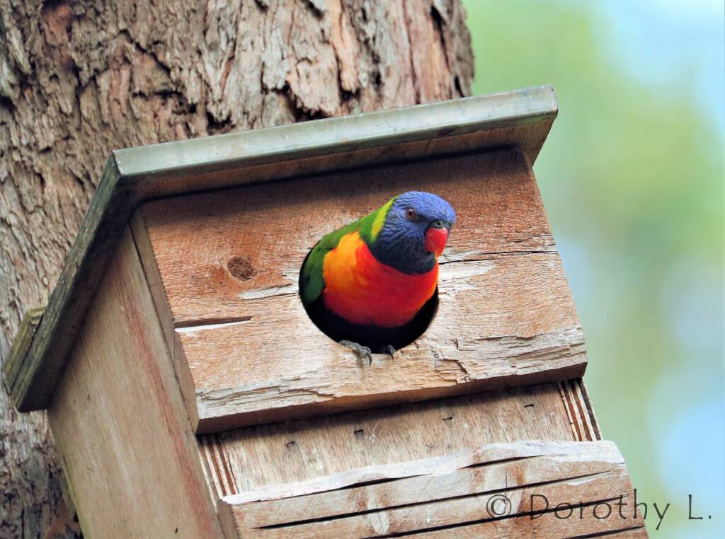 Rainbow Lorikeet (Trichoglossus moluccanus)