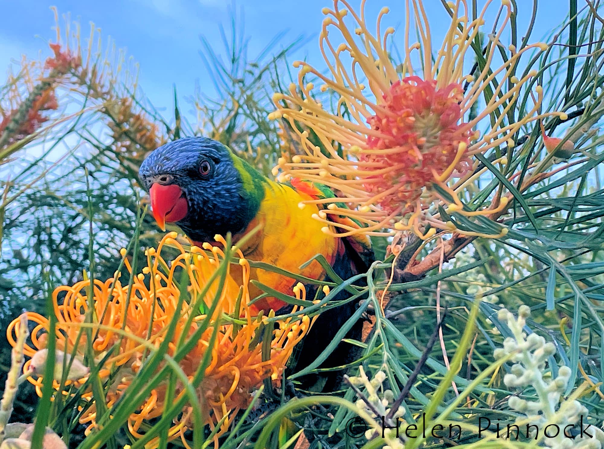 Rainbow Lorikeet (Trichoglossus moluccanus)