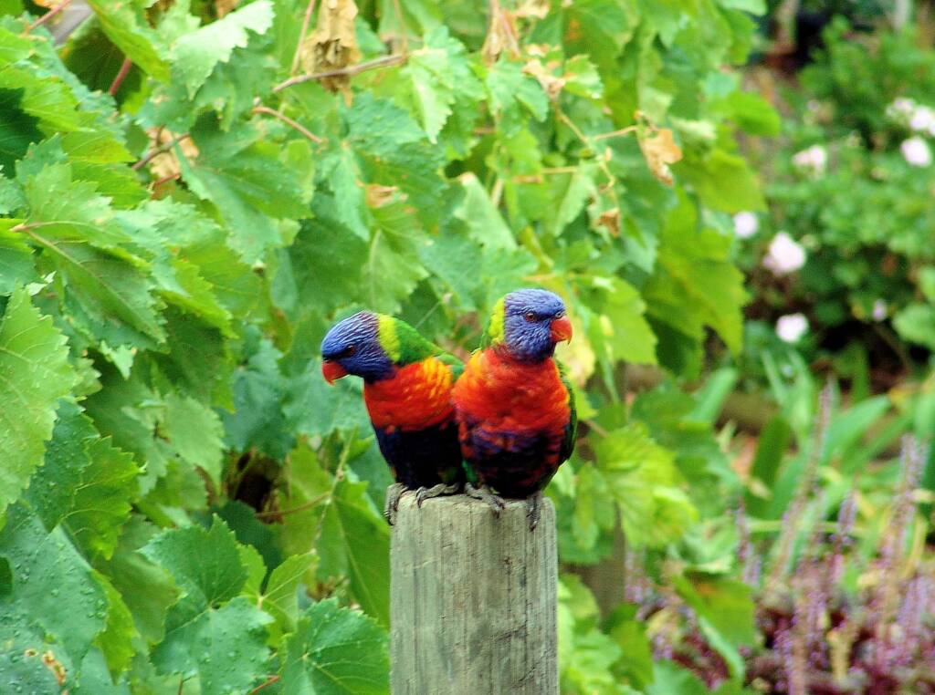 Rainbow Lorikeets (Trichoglossus moluccanus)