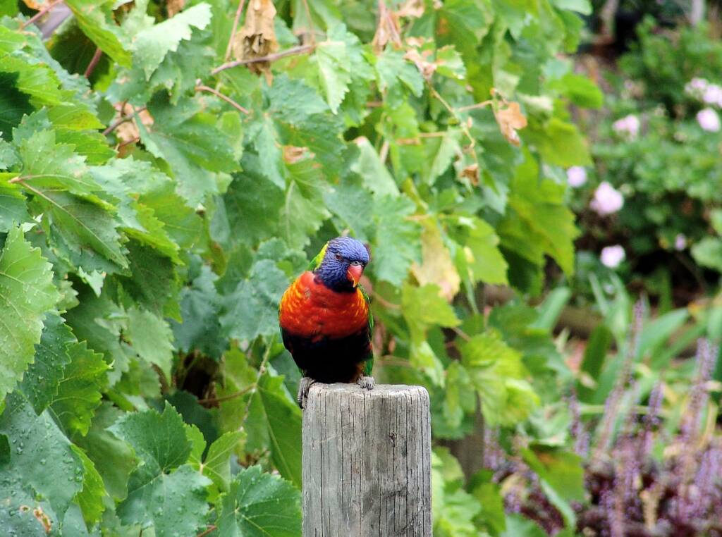 Rainbow Lorikeet (Trichoglossus moluccanus)