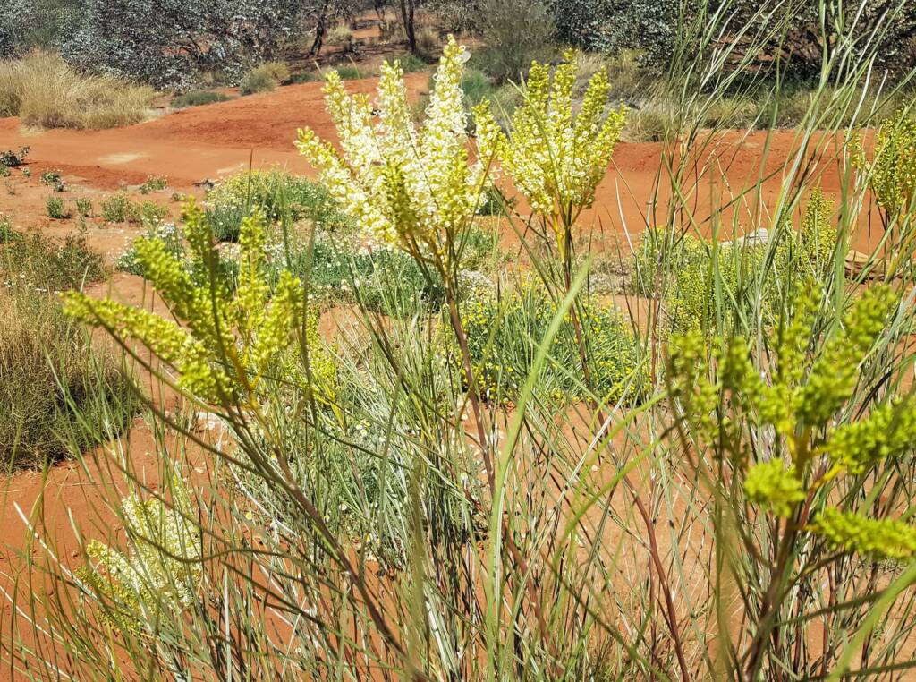 Rattlepod Grevillea (Grevillea stenobotrya)