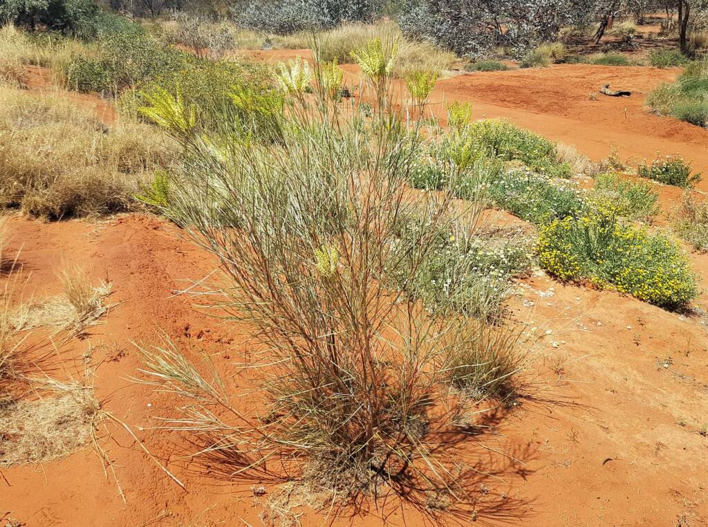 Rattlepod Grevillea (Grevillea stenobotrya)